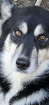 adoptable Dog in San Antonio, TX named BERRY