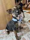adoptable Dog in San Antonio, TX named COMET