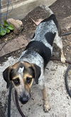 adoptable Dog in San Antonio, TX named VALENTINO