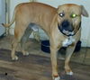 adoptable Dog in  named CHOP