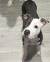 adoptable Dog in  named PEACHES
