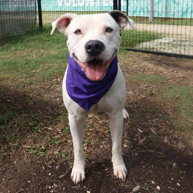 adoptable Dog in San Antonio, TX named BUCK