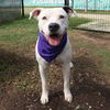 adoptable Dog in San Antonio, TX named BUCK