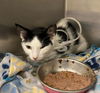 adoptable Cat in San Antonio, TX named S