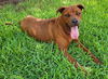 adoptable Dog in  named RUSTY