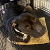 adoptable Dog in  named BENTLEY