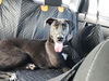 adoptable Dog in San Antonio, TX named TIFA