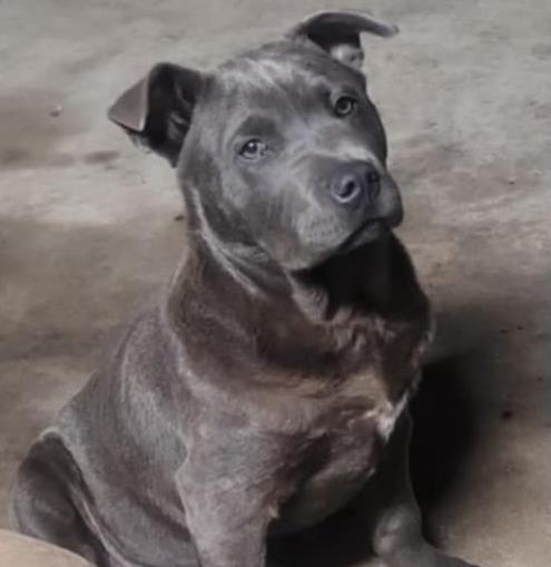 adoptable Dog in San Antonio, TX named HADES