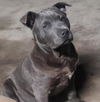 adoptable Dog in San Antonio, TX named HADES