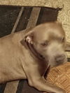 adoptable Dog in San Antonio, TX named CHANCE