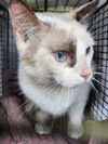 adoptable Cat in San Antonio, TX named SAMMY