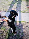 adoptable Dog in  named CLEO