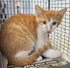 adoptable Cat in San Antonio, TX named MILO