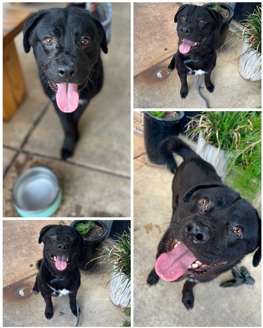 adoptable Dog in San Antonio, TX named FISH