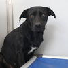 adoptable Dog in San Antonio, TX named BABY