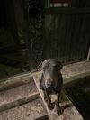 adoptable Dog in San Antonio, TX named SMOKEY