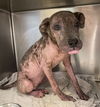 adoptable Dog in San Antonio, TX named TRINITY
