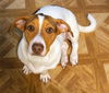 adoptable Dog in San Antonio, TX named CORRINA