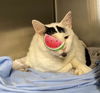adoptable Cat in San Antonio, TX named WHITEY