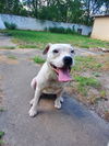 adoptable Dog in San Antonio, TX named DIAMOND
