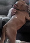 adoptable Dog in San Antonio, TX named KING