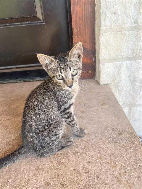 adoptable Cat in San Antonio, TX named KITTEN 4