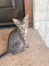 adoptable Cat in San Antonio, TX named KITTEN 4