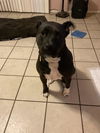 adoptable Dog in San Antonio, TX named PANDA