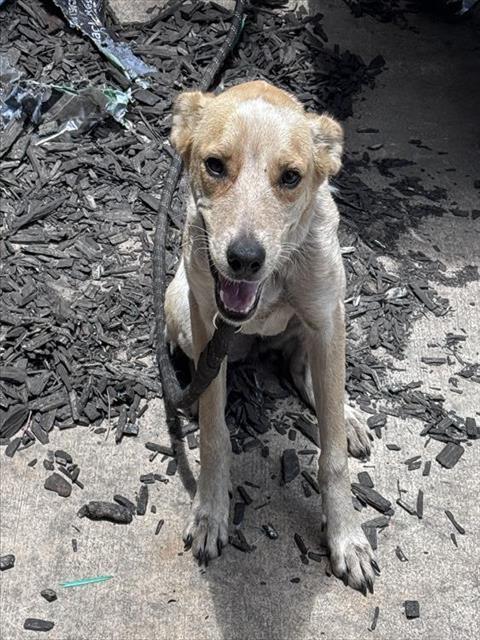 adoptable Dog in San Antonio, TX named DAISY