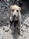 adoptable Dog in San Antonio, TX named DAISY