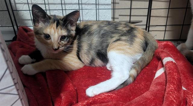 adoptable Cat in San Antonio, TX named CHEETO
