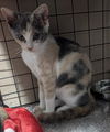 adoptable Cat in San Antonio, TX named TOASTY MARSHMALLOW