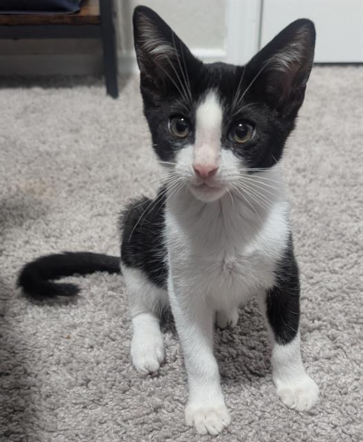 adoptable Cat in San Antonio, TX named BOBA