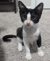 adoptable Cat in San Antonio, TX named BOBA