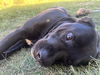 adoptable Dog in San Antonio, TX named BEAR