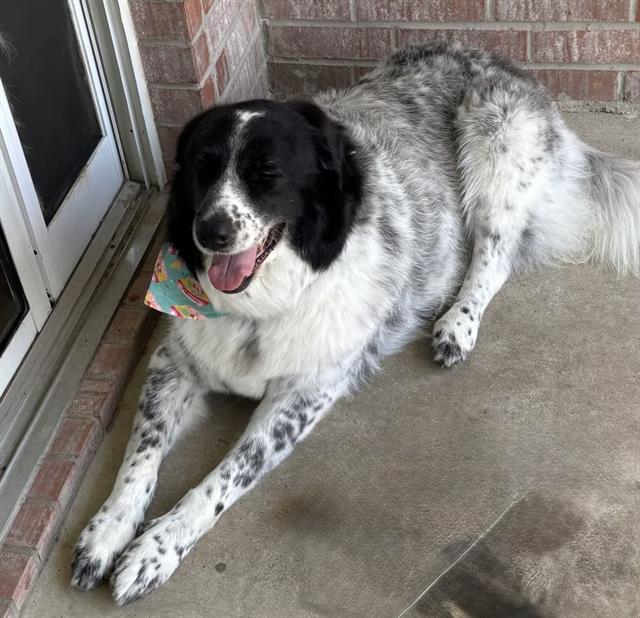 adoptable Dog in San Antonio, TX named LUNA
