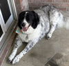 adoptable Dog in San Antonio, TX named LUNA