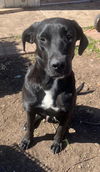 adoptable Dog in San Antonio, TX named SPIDER
