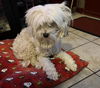 adoptable Dog in San Antonio, TX named LUCKY