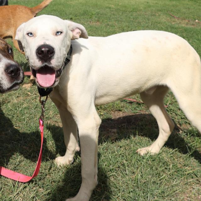 adoptable Dog in San Antonio, TX named TUCKER