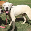adoptable Dog in San Antonio, TX named TUCKER
