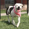 adoptable Dog in San Antonio, TX named BOBA
