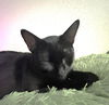 adoptable Cat in San Antonio, TX named BOJANGLES