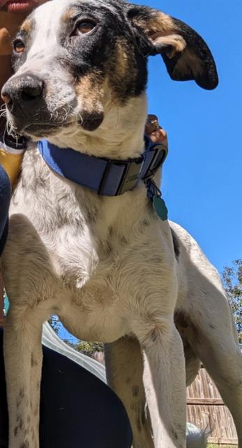 adoptable Dog in San Antonio, TX named KODEE