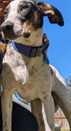 adoptable Dog in San Antonio, TX named KODEE
