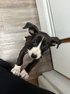 adoptable Dog in San Antonio, TX named LOKI