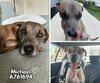adoptable Dog in San Antonio, TX named MICHAEL