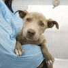 adoptable Dog in San Antonio, TX named SWEET PEA
