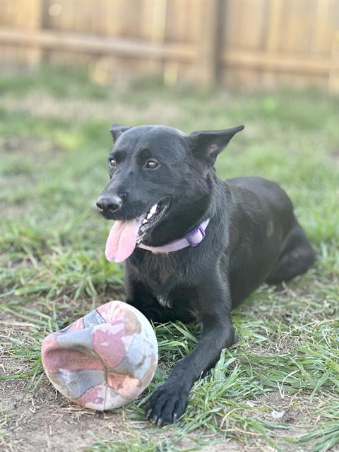 adoptable Dog in San Antonio, TX named BROWNIE