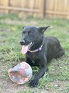 adoptable Dog in San Antonio, TX named BROWNIE